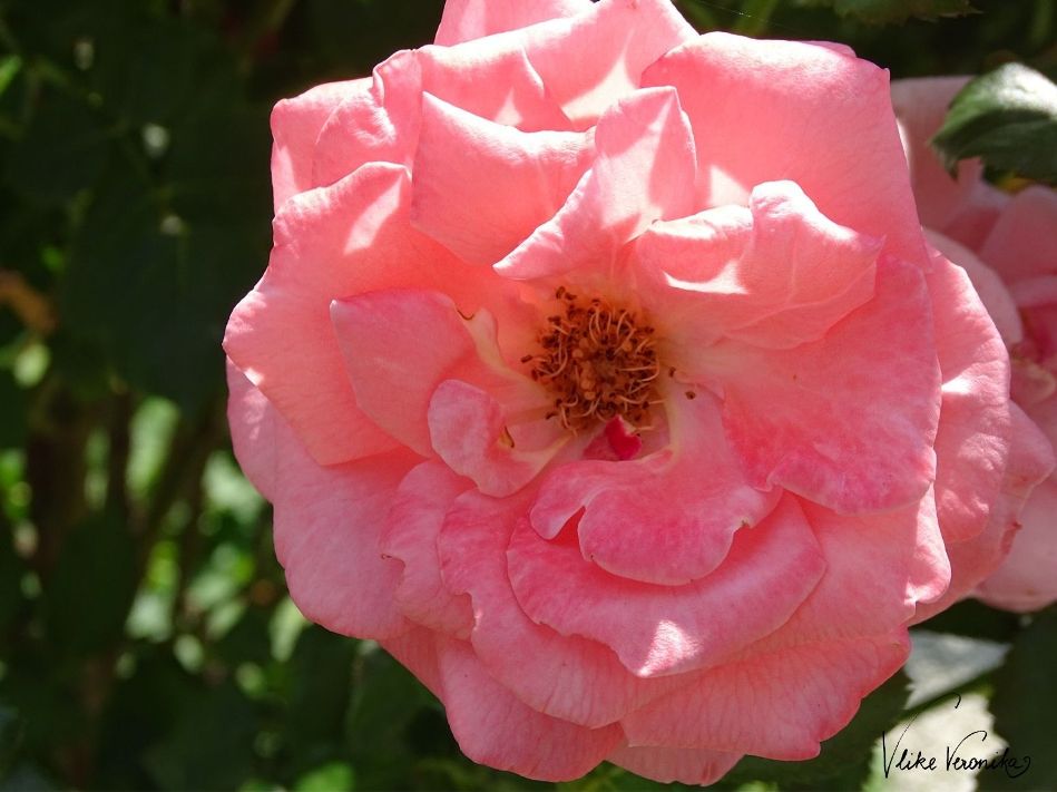 Die Rose blüht in vielen verschiedenen Farbtönen - hier in Rosa